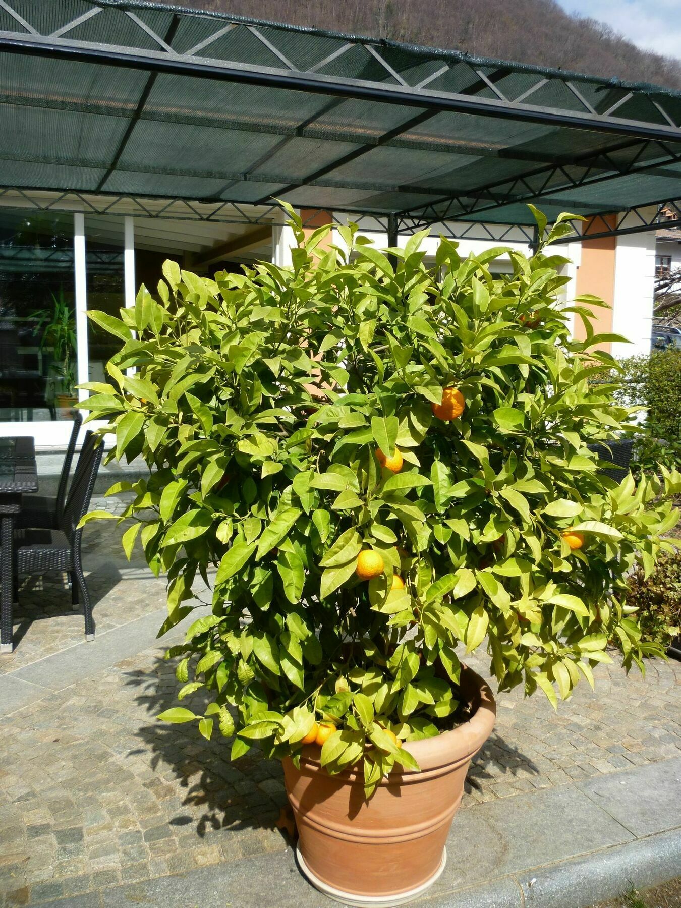 B&B Villa Dei Pini Cannobio Exterior foto